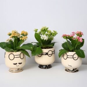 Kalanchoe w doniczce