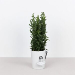 Cyprysik noworoczny w doniczce