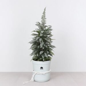 Cyprysik bożonarodzeniowy pokryty śniegiem w doniczce