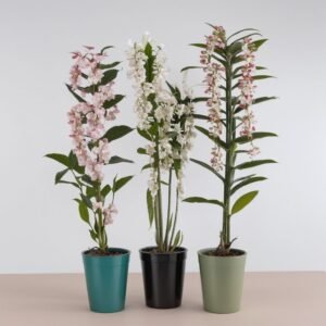 Storczyk Dendrobium w doniczce