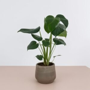 Monstera w doniczce