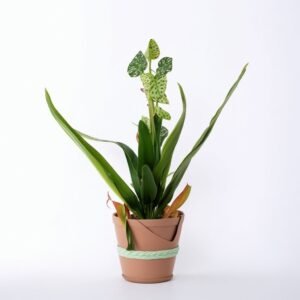 Ornithogalum w doniczce