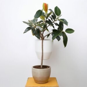 Ficus Elastica Abidjan w doniczce