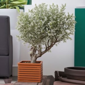 Oliwka XXL w doniczce