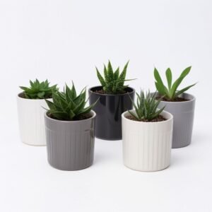 Mieszanka Echeveria w doniczce