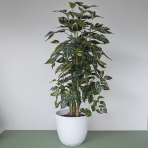 Ficus Triangularis Sweetheart w doniczce