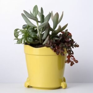 Sukkulenty w żółtej doniczce