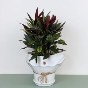 Codiaeum M w doniczce