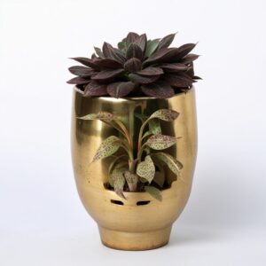 Mieszanka sukulentów w doniczce