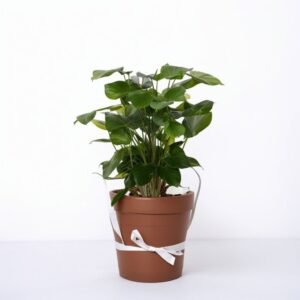 Kawa Arabica w dzbanku