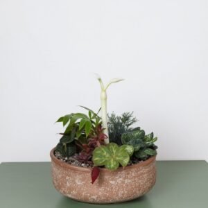 Sadzenie sukulentów w koszyku M