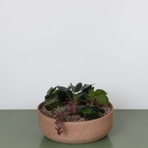 Sadzenie sukulentów w koszyku S