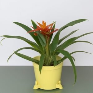Guzmania w doniczce