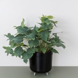 Phlebodium Davana (Phlebo A Davana)