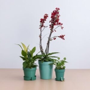 Zestaw w doniczce "Dom"