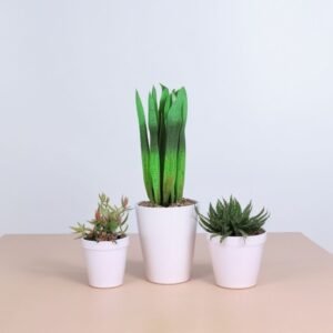 Zestaw w doniczce ceramicznej "Sahara"