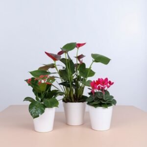 Zestaw w białej ceramicznej doniczce "Dom"