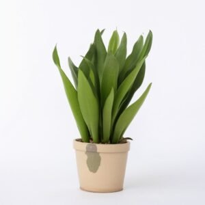 Sansevieria Moonshine S w doniczce
