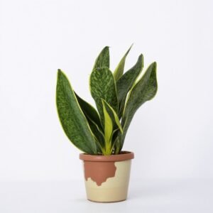 Sansevieria Futura w doniczce