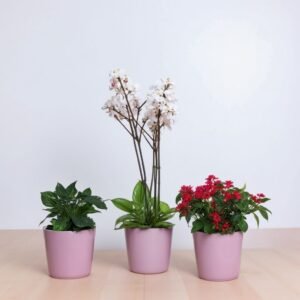 Zestaw w doniczce lawendowej "Domek"