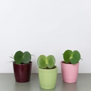 Hoya Kerry serce w doniczce