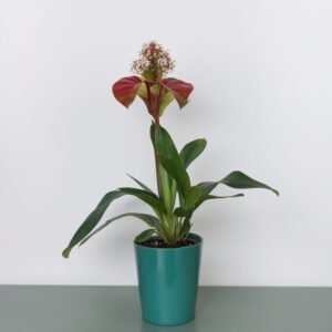 Storczyk Paphiopedilum w doniczce