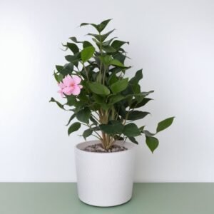 Kamelia japońska różowa