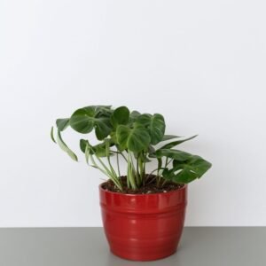 Epipremnum w doniczce