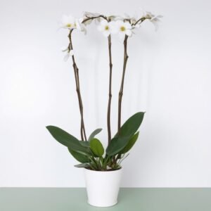 Królewska orchidea 3 gałązki