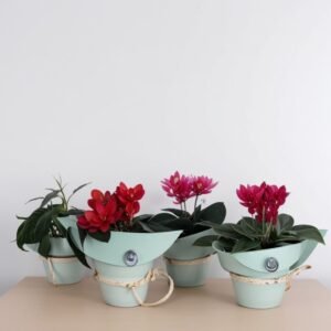 Mieszanka cyklamenów w doniczce