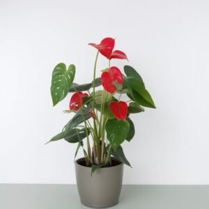 Anturium w doniczce