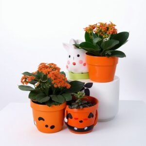 Sukulent w doniczce na Halloween