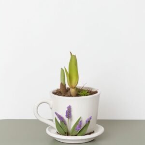 Muscari w filiżance