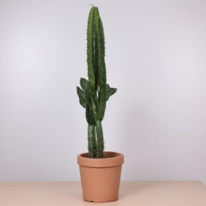 Kaktus wilczomlecz w doniczce