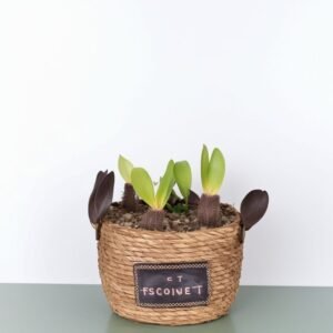 Kompozycja z hiacyntów w koszyku