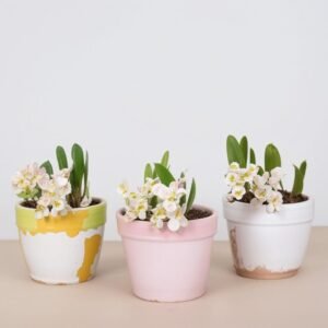 Narcyz w mieszance doniczkowej