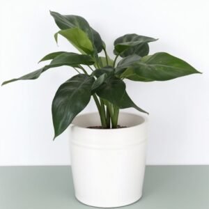 Aglaonema Maria w doniczce