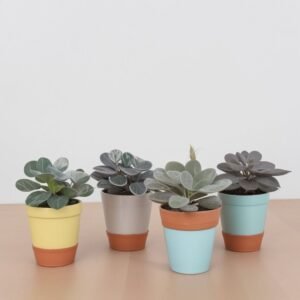 Azalia na łodydze w doniczce