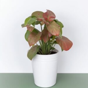 Syngonium w doniczce