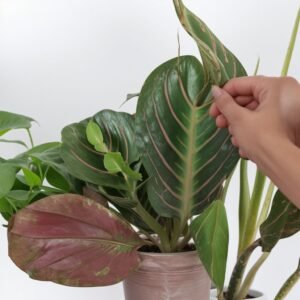 Camellia willamsii żółta