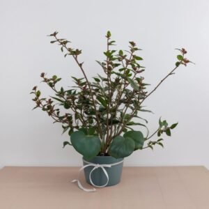 Camellia Fairy Blush w doniczce