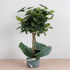 Szeflera na łodydze w doniczce