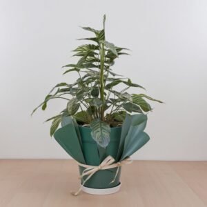 Ficus Benjamina Golden King w doniczce