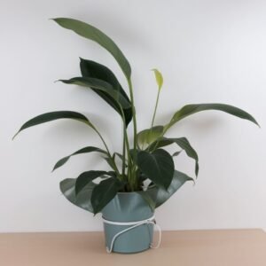 Skrzydłokwiat w doniczce