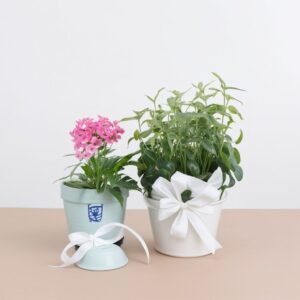 Kompozycja z jaskra i ziół