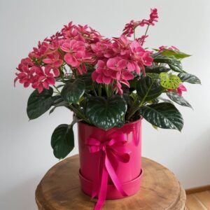 Mieszanka hortensji w pudełku