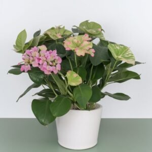 Mieszanka hortensji w doniczce