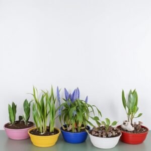 Mieszanka kwiatów wiosennych w doniczce