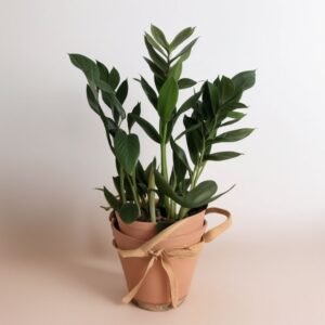 Zamioculcas w doniczce
