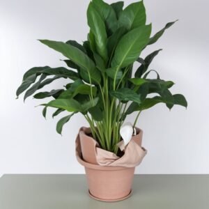 Aglaonema Freedman w doniczce